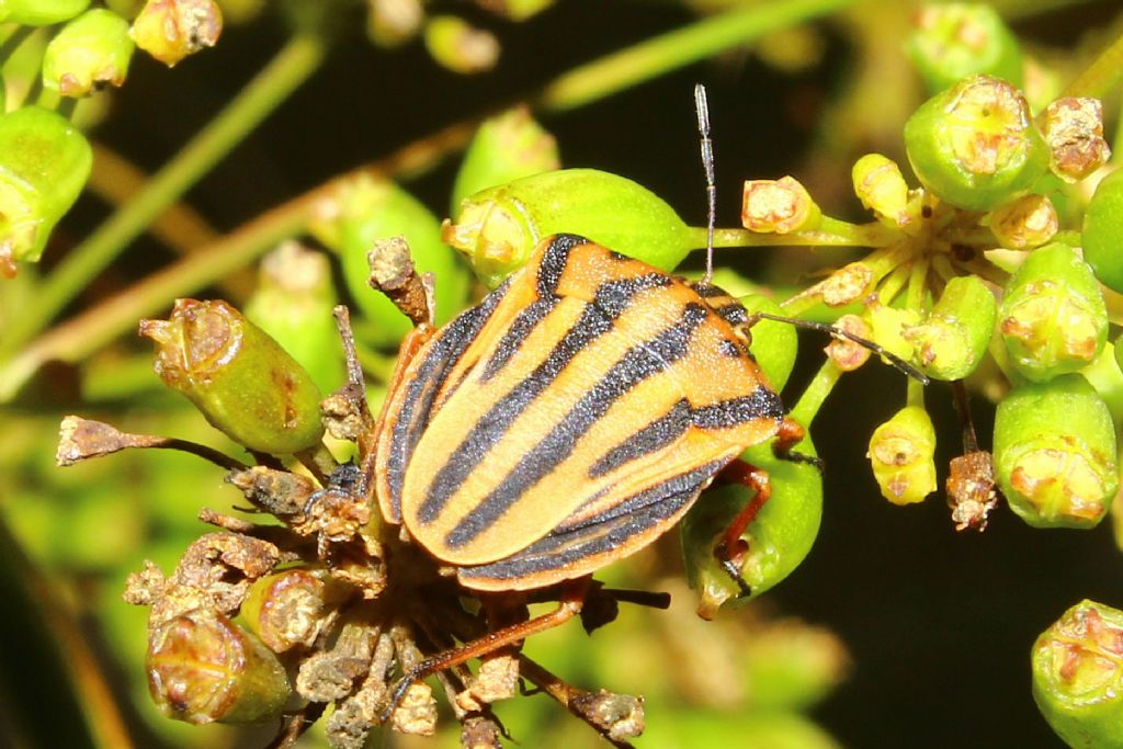 Pentatomidae: Graphosoma semipunctatum della Liguria (GE)